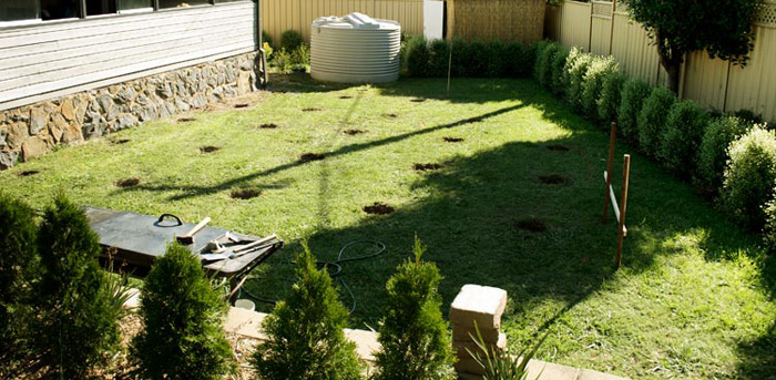 Mole holes
