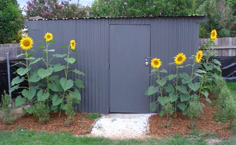 Sun flowers