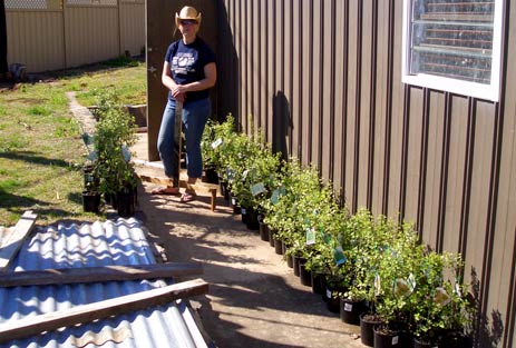 Plants for upper garden