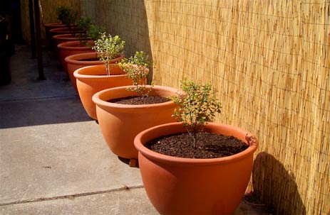 Pots beside carport