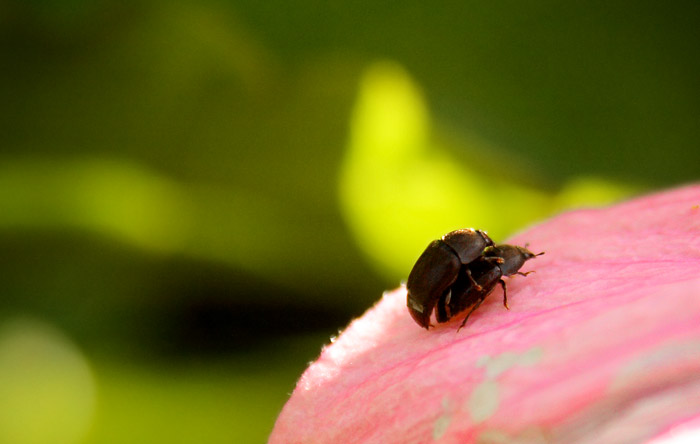 Beetles