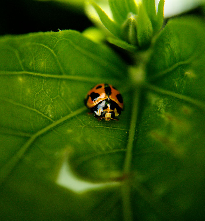 Lady bug