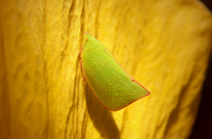 Hibiscus moth