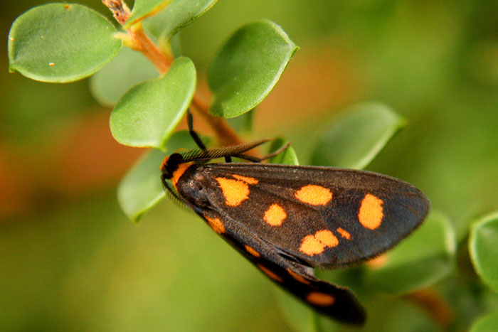 Speckled moth