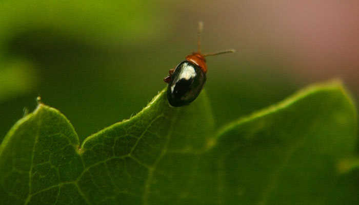 Shiney bug