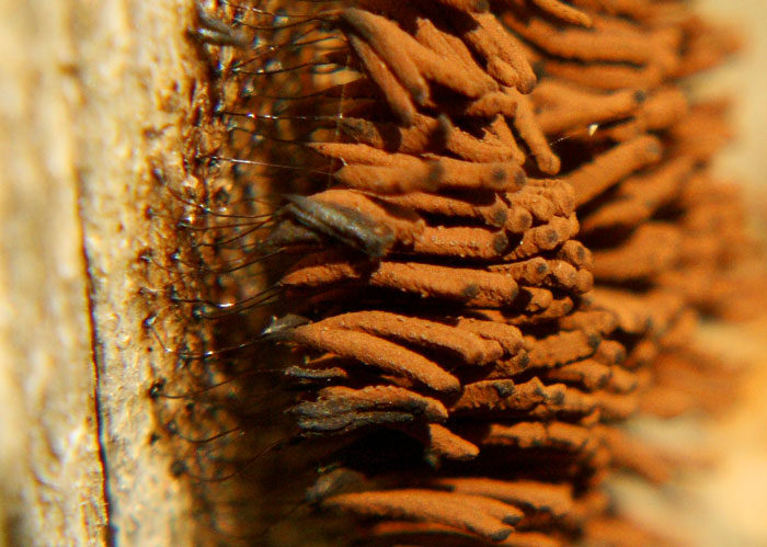 Eggs on fence post