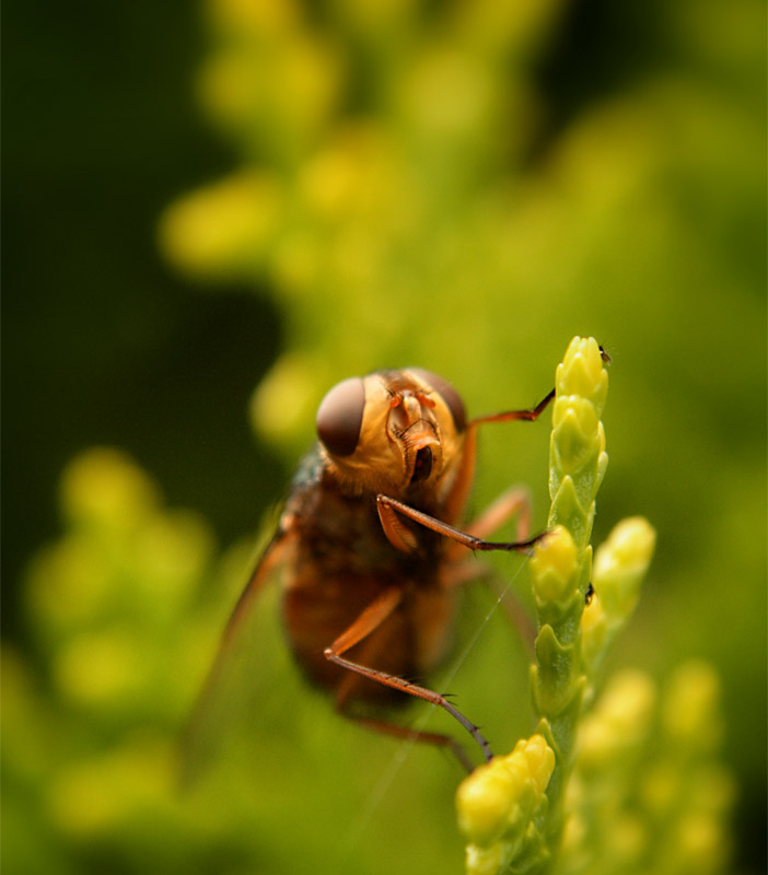 Fly